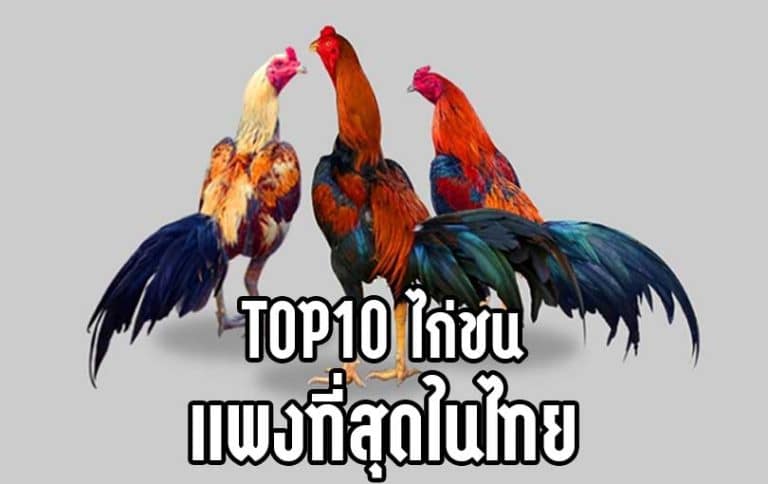 TOP 10 ไก่ชนที่มีค่าตัวแพงที่สุดในประเทศไทย